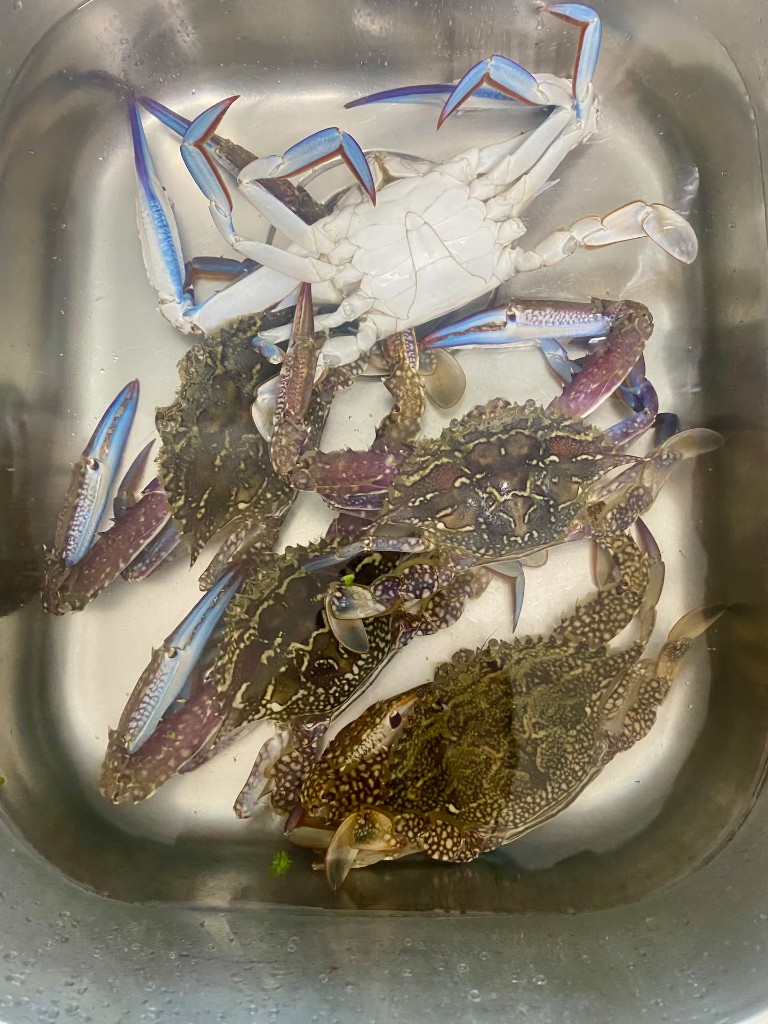 Blue swimmer crabs