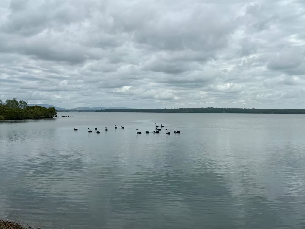 Black swans on Lake Macquarie